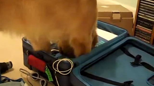 Sawyer unpacking suitcase смотреть онлайн