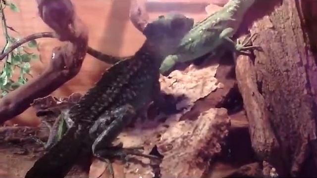 скрытый талант смотреть онлайн
