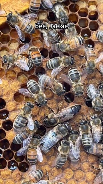 Anyone could do this #shorts #beekeeping #beekeeper #bees #honeybees #honey #queenbees #beehives смотреть онлайн