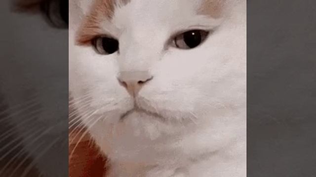 котик смотреть онлайн