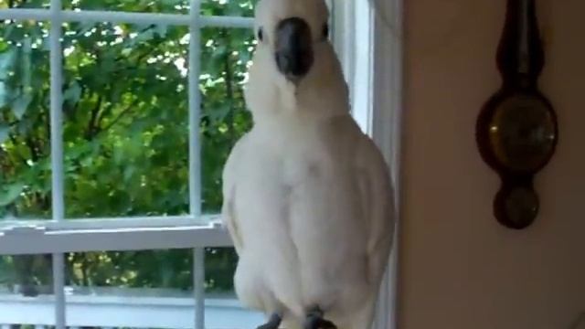 Citron-Crested Cockatoo Talking