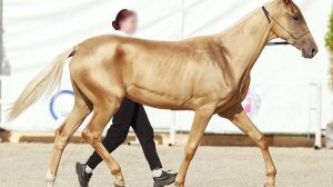 713-1 Ахалтекинская кобыла