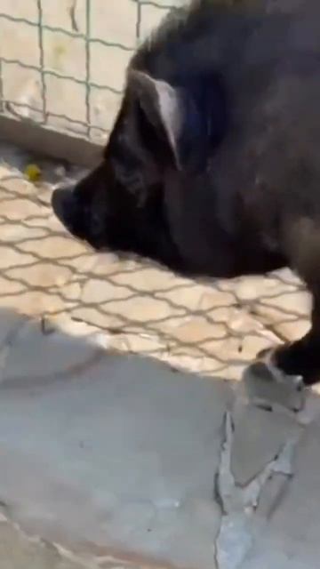 контактный зоопарк смотреть онлайн