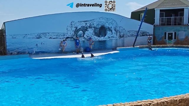 Дельфинарий Удивительное путешествие в мир дельфинов смотреть онлайн