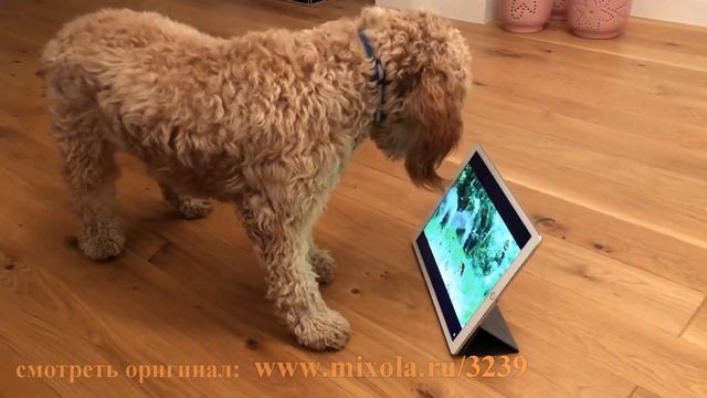 Собаки #16 лучшие моменты смотреть онлайн