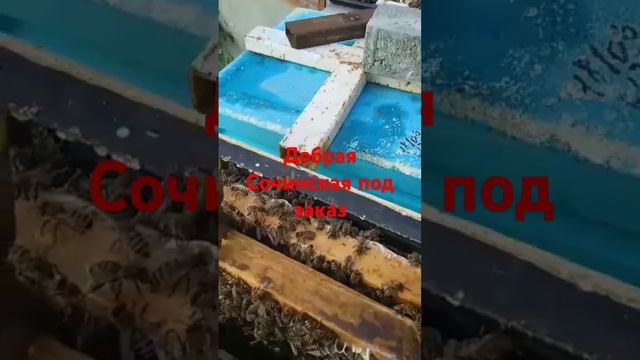 Добрая пчела. смотреть онлайн