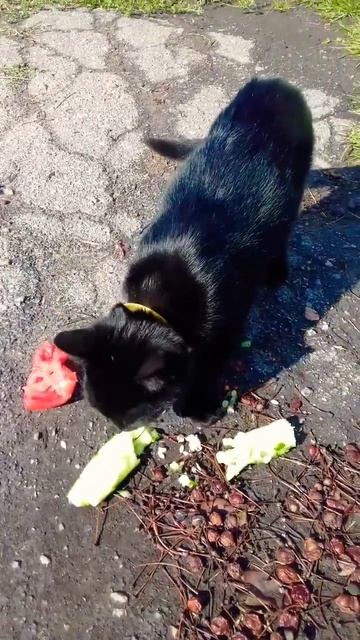 Котёнок ест огурцы и помидоры😜#shorts #cat #kitten