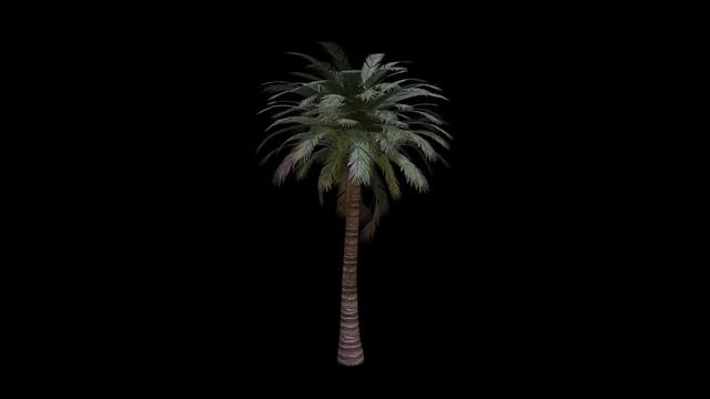 Date Tree 3d Animated PBR Model смотреть онлайн