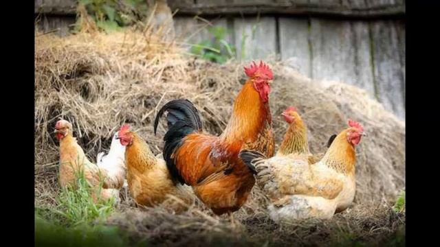 "Le Galline di Suor Attanasia" di Dacia Maraini смотреть онлайн
