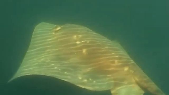 Big Stingray смотреть онлайн