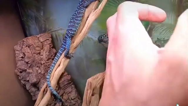Baby Varanus Macraei смотреть онлайн