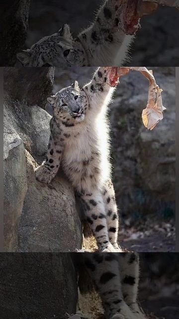 АКРОБАТ снежный барс