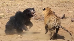 Губач – вспыльчивый охотник на термитов! Бесстрашный, сильный и выносливый медведь.