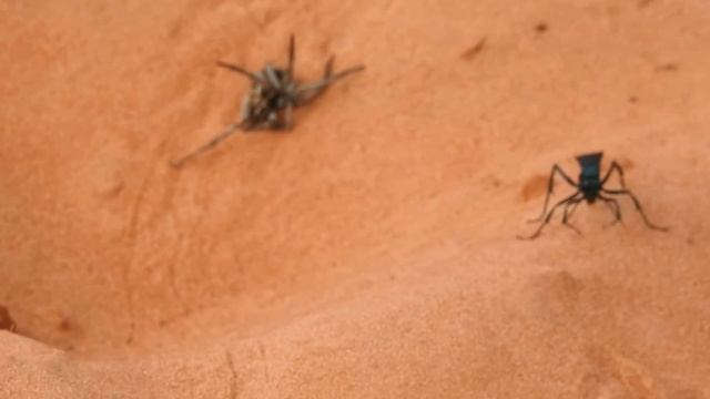 VESPA_pepsis grossa смотреть онлайн