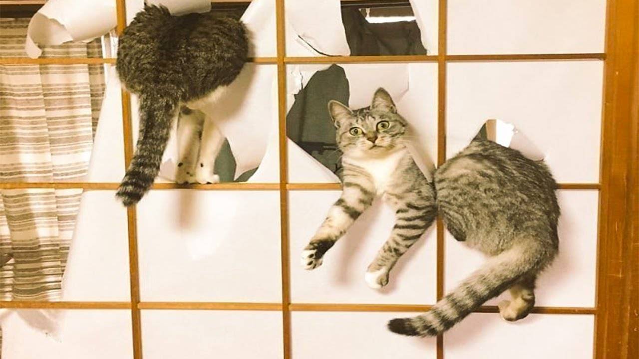 😸 Коты - хулиганы! 🐈 Подборка приколов с котами и животными для хорошего настроения! 😸 смотреть онлайн