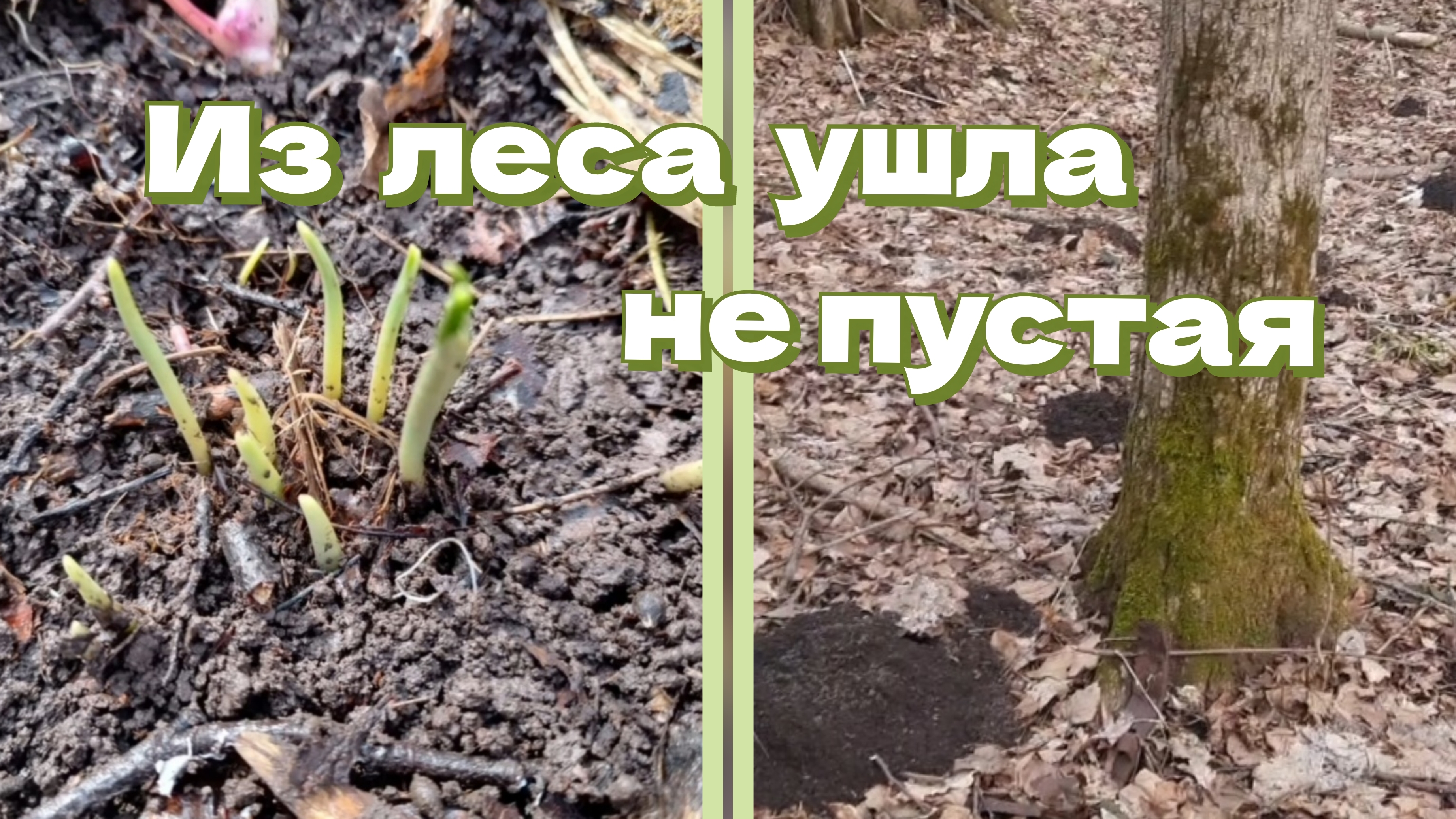 Черемша. Кротовая земля. Поездка в лес 23.03.25 Тула смотреть онлайн