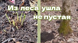 Черемша. Кротовая земля. Поездка в лес 23.03.25 Тула