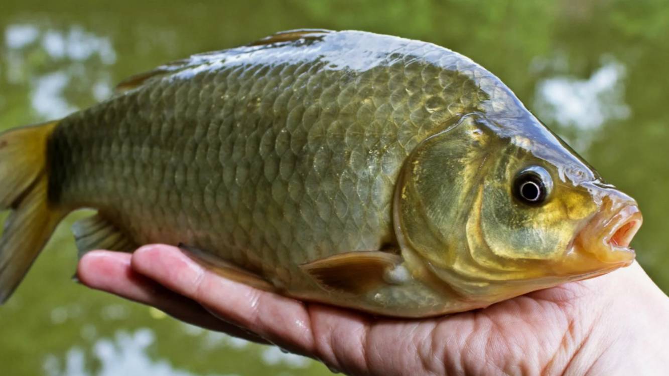 ЖОР КАРАСЯ ВЕСНОЙ. ЛОВЛЯ КАРАСЯ НА ДОНКИ. ЛУЧШАЯ ПРИКОРМКА НА КАРАСЯ ГОРОХ. ТРОФЕЙНАЯ РЫБАЛКА. смотреть онлайн