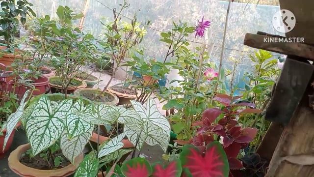 ৰঙালী বিহুৰ ব্যস্ততাৰ মাজতে মোৰ Caladium জোপা চাফা কৰিলো 🌿 আহক চাওঁ কনমানি ফুলনি 🌿
