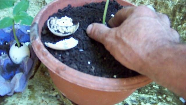 Рассада смотреть онлайн