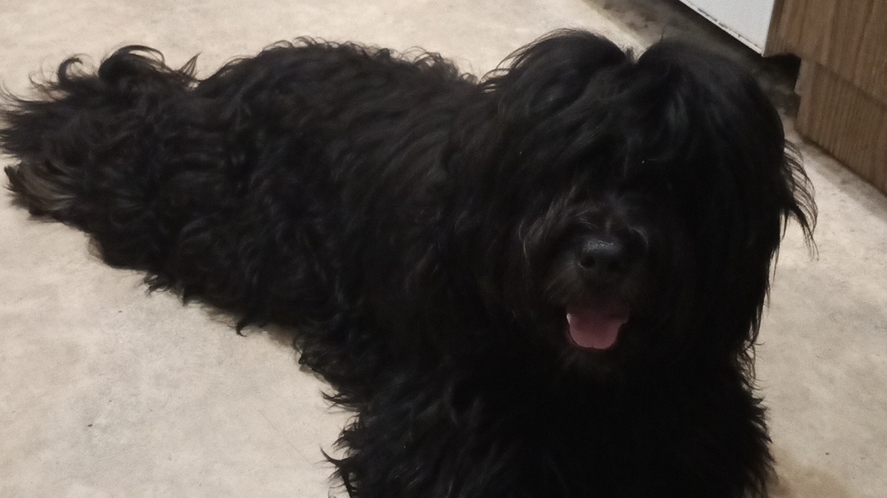 Тибетский терьер(Дарик и Дарли). смотреть онлайн