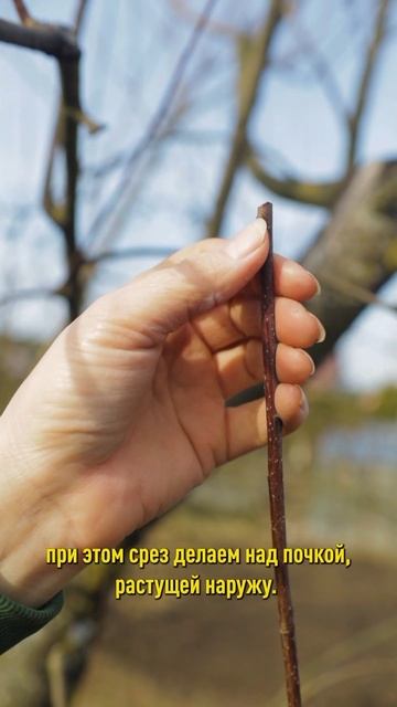 Увидели побеги-волчки на дереве? Срочно вырезайте! смотреть онлайн