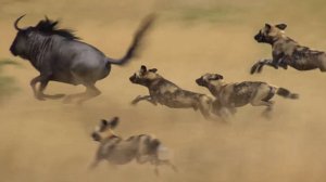 Гиеновидные собаки – главные бандиты Африки! Мощная стая, которую боятся даже леопарды!