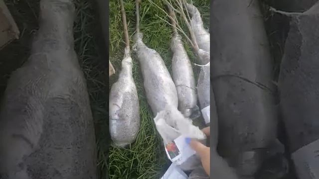 Відгук Агромаркет 24 05 2022