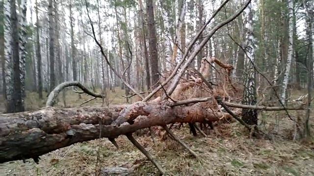 A running to the hill on 24.04.2020. P. 5 - a big broken tree смотреть онлайн
