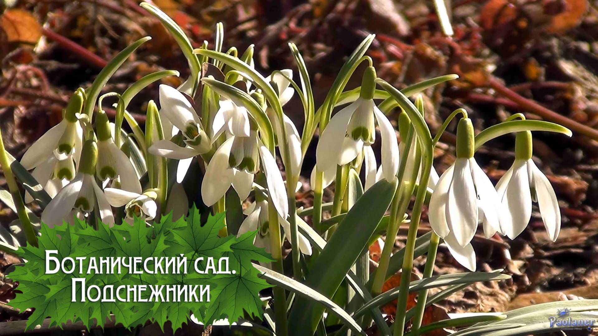 Ботанический сад. Подснежники (2025) смотреть онлайн
