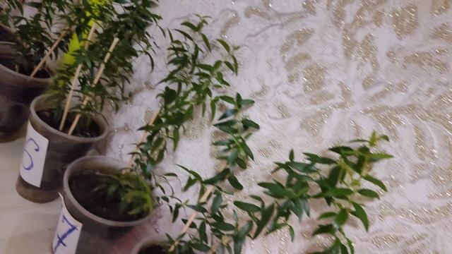 Миртовые деревца