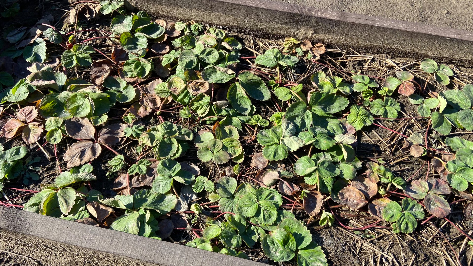 Снег растаял. Съездили на участок, открыли клубнику. смотреть онлайн