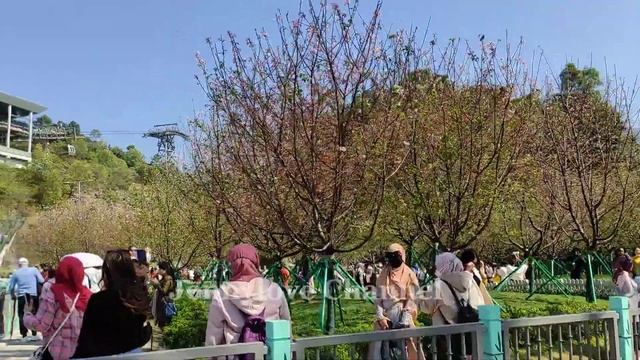 Tung Chung Seaside Beautiful Place Relaxing | Cherry Blossom