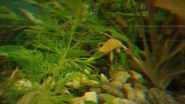 Сом Яша начал сниматься в фильме 😱 ужасов