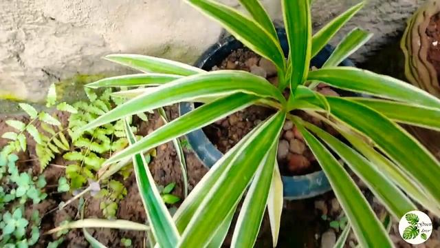 My own കാട് Garden 😉 / Small garden tour in Malayalam/ green lover/ simple garden tour / смотреть онлайн