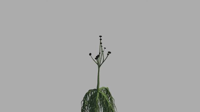 coocsonia giant textured смотреть онлайн