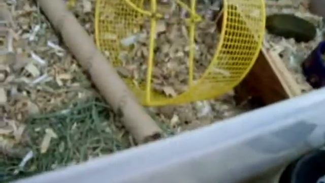 Gerbil Care: Cage Cleaning смотреть онлайн