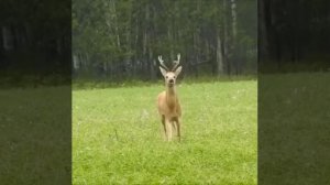 Крик дикого козла!