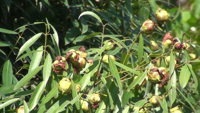 Mesua Ferrea Indian Rose Chestnut