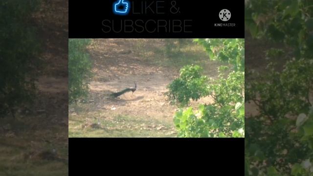 Peacock in forest #peacock #peacockdance смотреть онлайн