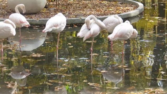 #Харьков #Фельдманпарк-2019 #фламинго смотреть онлайн