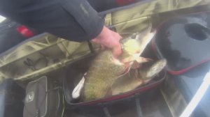 Щука на волкеры в лиманах Темрюка