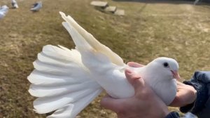 Питомник "Западный" распродажа +7 909 667-53-00 Виктор