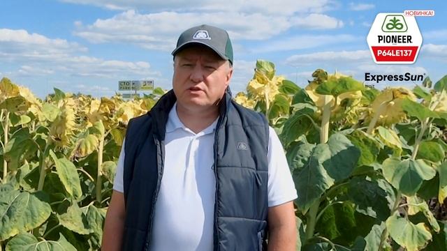 P64LE137 - стійкий до вовчка та посухи гібрид для технології ExpressSun® смотреть онлайн