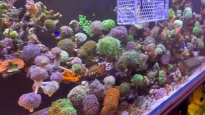 Новые; рыба 🐠 , ёж, креветка 🦐 и кораллы 🪸 | Морской аквариум