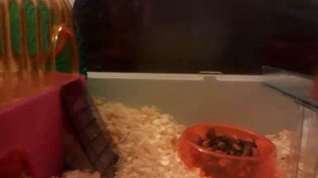 Spy Cam on My Syrian Hamster смотреть онлайн