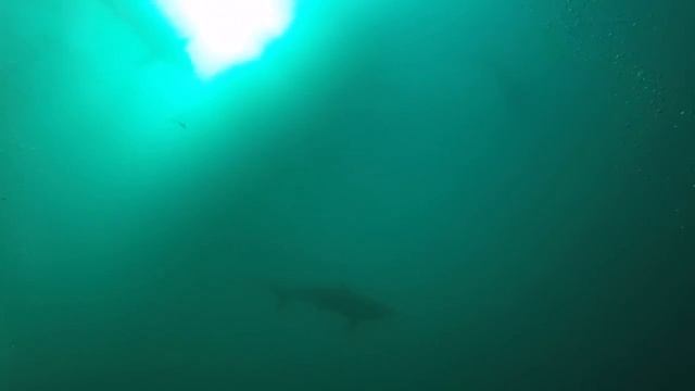 SEABIKE+SHARKS смотреть онлайн