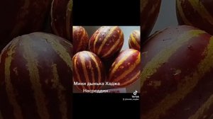Мини дынька Хаджа Насреддин .