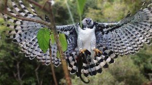 Южноамериканская ГАРПИЯ — гроза ленивцев и обезьян, огромный и сильный хищник!