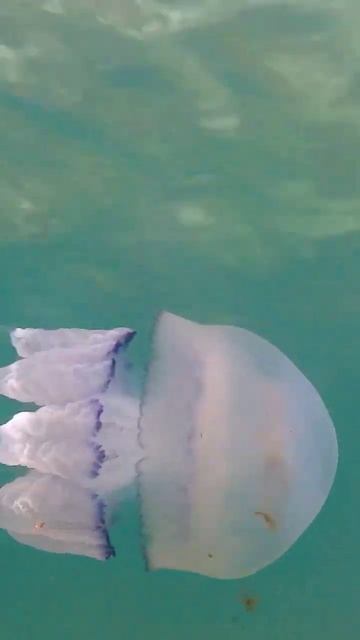 Медуза в чëрном море смотреть онлайн